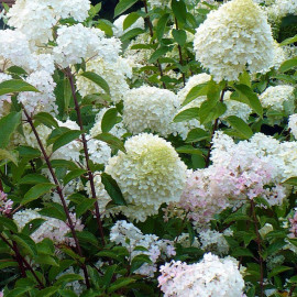 Hydrangea paniculata 'Silver Dollar' - Hortensia arbustif blanc