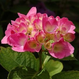 Hydrangea macrophylla 'Rosita' - Hortensia compact à boule rose