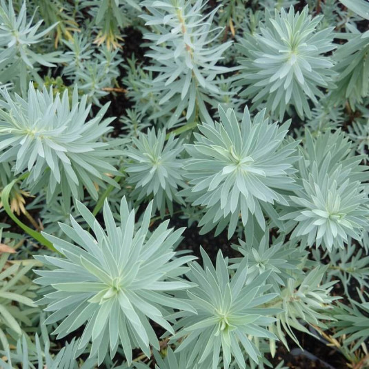 Euphorbia 'Copton Ash' - Euphorbe bleue