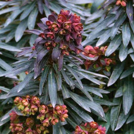Euphorbia 'Black Bird'® - Euphorbe pourpre compacte