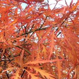 Acer palmatum 'Emerald Lace' - Erable du Japon lacinié orange
