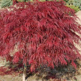 Acer palmatum dissectum 'Crimson queen' - Erable du Japon lacinié rouge