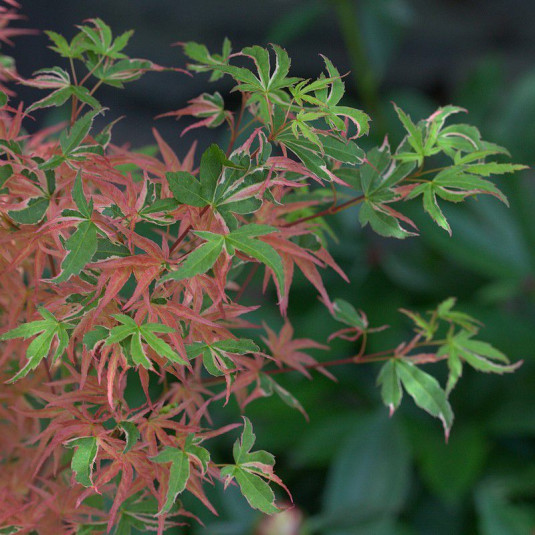 Acer palmatum 'Kagiri Nishiki' - Erable du Japon bicolore