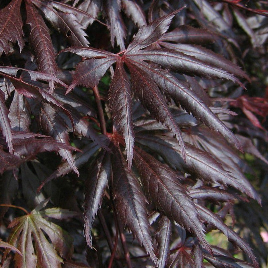 Acer palmatum 'Trompenburg' - Erable du Japon pourpre