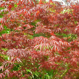 Acer palmatum 'Trompenburg' - Erable du Japon pourpre