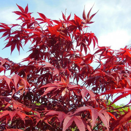 Acer palmatum 'Shaina' - Erable du Japon rouge