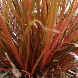 Uncinia uncinata 'Rubra' - Herbe de feu - Graminée rouge