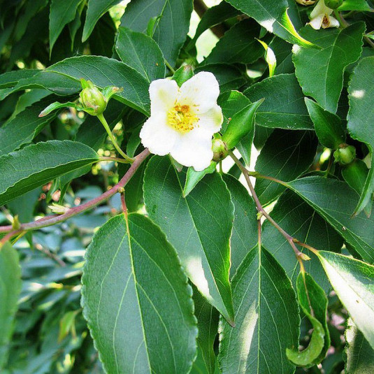Stewartia monadelpha - Stewartia faux camellia