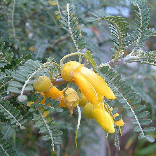 Sophora microphylla 'Dragon's Gold' - Sophora à petites feuilles argentées