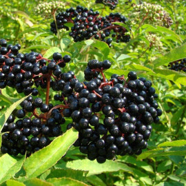 Sambucus nigra 'Haschberg' - Sureau à fruits noirs