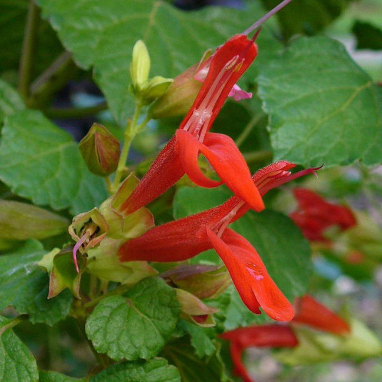 Salvia regla - Sauge rouge des montagnes