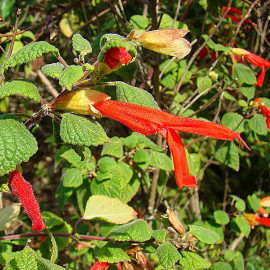 Salvia regla - Sauge rouge des montagnes