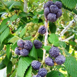 Rubus occidentalis ‘Bristol’ - Framboisier à fruits noirs