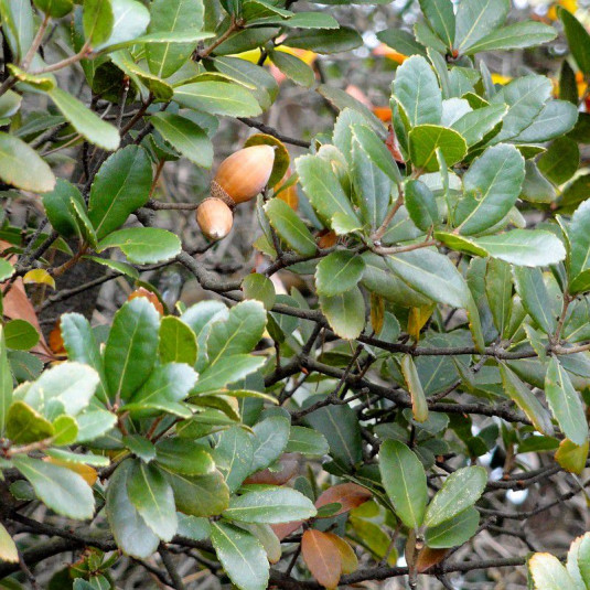 Quercus phillyreoides - Chêne à feuilles de filaire persistant