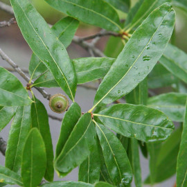Quercus phellos - Chêne à feuilles de saule