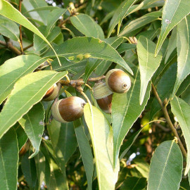 Quercus myrsinifolia - Chêne bambou à feuilles de Myrsine
