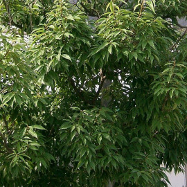 Quercus myrsinifolia - Chêne bambou à feuilles de Myrsine