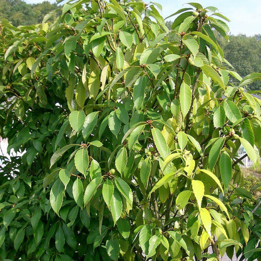 Quercus glauca - Chêne glauque - Chêne bleu du Japon