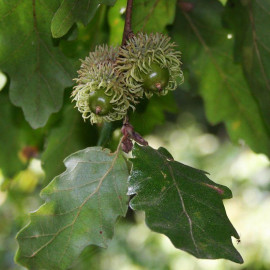 Quercus cerris - Chêne chevelu de Bourgogne - Chêne Lombard