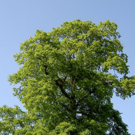 Quercus cerris - Chêne chevelu de Bourgogne - Chêne Lombard