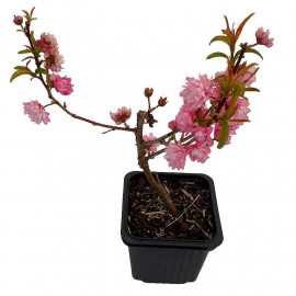 Prunus glandulosa 'Rosea Plena' - Cerisier à fleur rose double