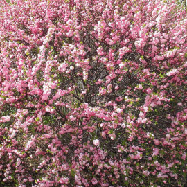 Prunus glandulosa 'Rosea Plena' - Cerisier à fleur rose double