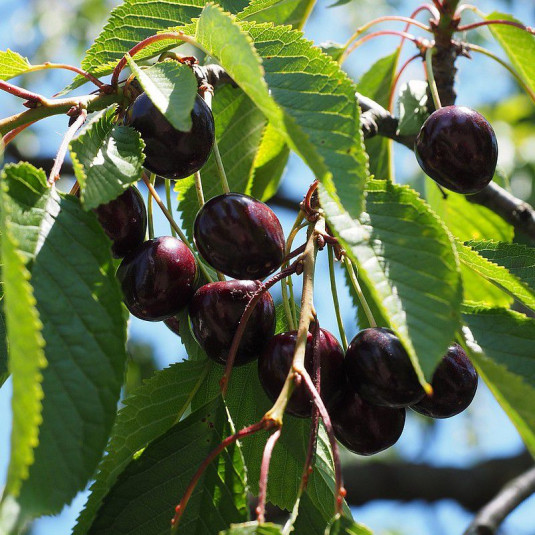 Cerisier Bigarreau 'Moreau' - Prunus cerasus - Cerise noire