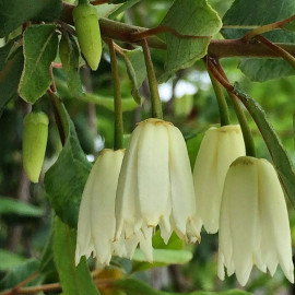 Crinodendron patagua - Patahua du Chili