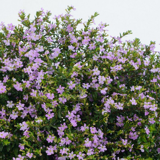Cuphea hyssopifolia 'Allyson Lavender' - Etoile du Mexique bleue