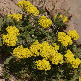 Eriogonum umbellatum - Fleur de soufre