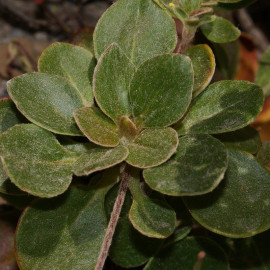 Eriogonum umbellatum - Fleur de soufre
