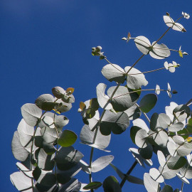 Eucalyptus perriniana - Gommier cidre à feuilles rondes
