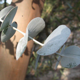 Eucalyptus perriniana - Gommier cidre à feuilles rondes