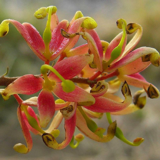 Lomatia ferruginea - Lomatie ferrugineuse - Fuinque