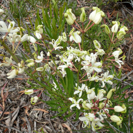 Lomatia tinctoria - Lomatie de Tasmanie