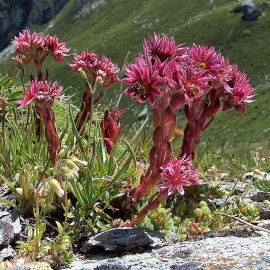 Sempervivum montanum - Joubarbe des montagnes