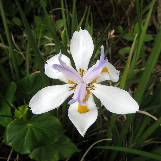 Dietes grandiflora - Iris d'Afrique du Sud à grandes fleurs