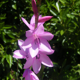 Watsonia borbonica - Watsonie rose