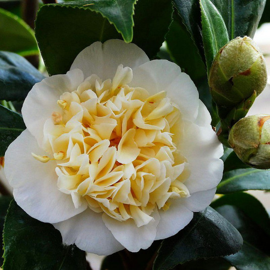 Camellia williamsii 'Jury's yellow' * - Camélia printanier jaune