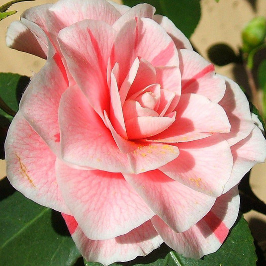 Camellia williamsii 'Bonomiana' * - Camélia printanier bicolore