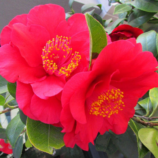 Camellia japonica 'Dr King' * - Camélia d'hiver rouge