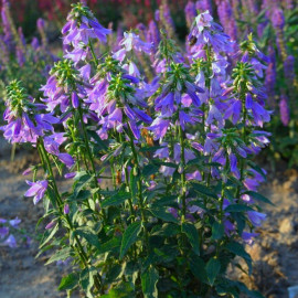 Campanula 'Gaudi violet'® - Adenophora campanulé mauve