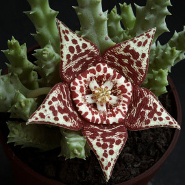 Stapelia variegata - Cactus étoile de mer - Orbea