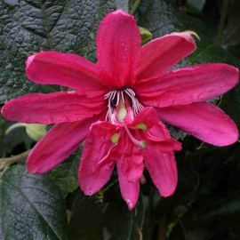 Passiflora 'Pink Passion'® - Fleur de la passion rose
