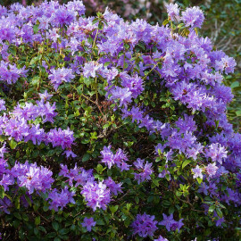 Rhododendron 'Blue Diamond' * - Rhododendron nain bleu