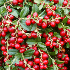 Vaccinium vitis idea 'Miss Cherry' - Airelle rouge 'Meliro'
