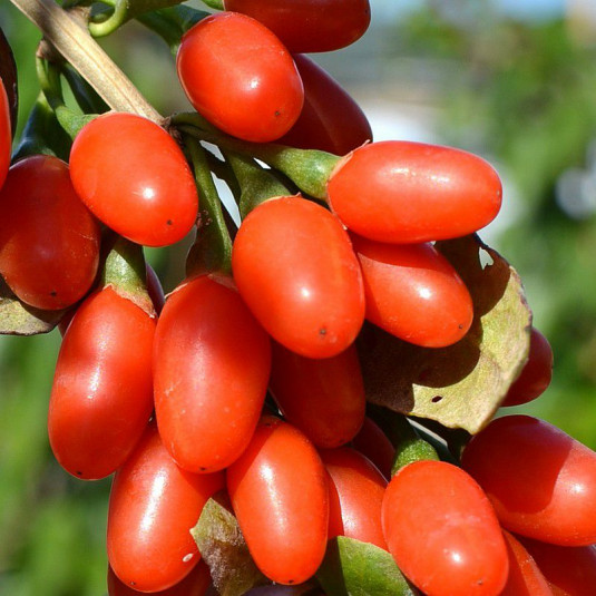 Lycium barbarum 'New Big' - GOJI à gros fruits rouges - Lyciet