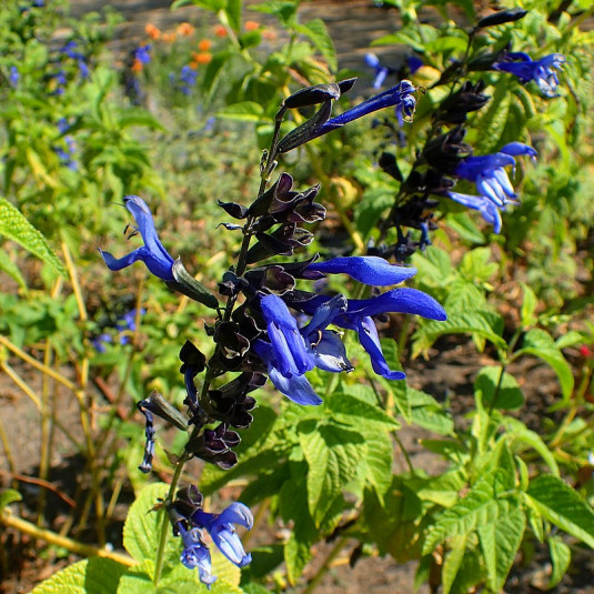 Salvia guaranitica 'Black and Blue' - Sauge d'automne noire et bleue