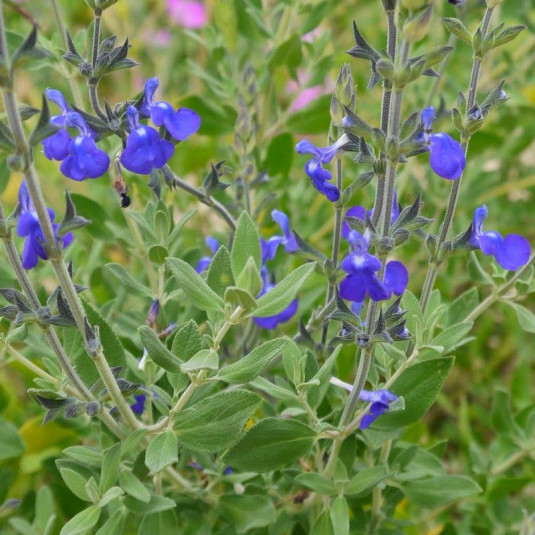 Salvia microphylla 'Blue Monrovia' - Sauge bleue arbustive