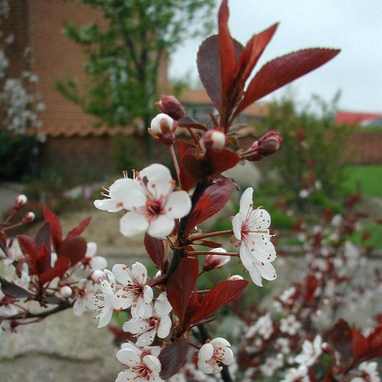 Prunus cistena Vente Prunier des sables pourpre — free download